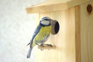 Bluetit